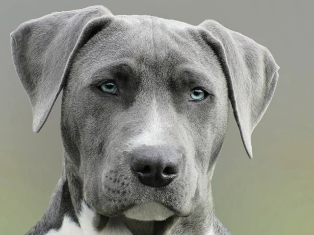 Photograph of a dog