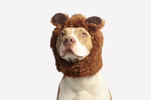 Dog in funny hat